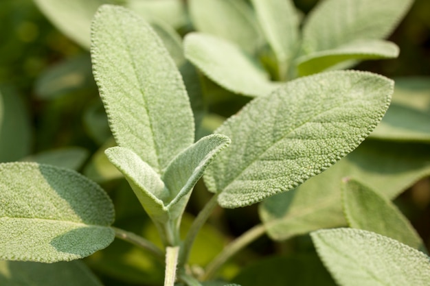 planta de salvia