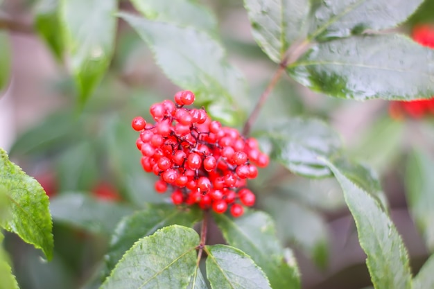 Planta de Sambucus racemosa. Saúco rojo común, bayas de saúco de bayas rojas en la rama en el jardín.