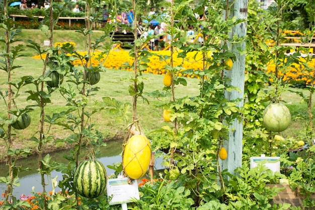 Planta de sandía amarilla y sandía verde o Citrullus lanatus en el jardín de la plantación agrícola en el campo en Nonthaburi Tailandia