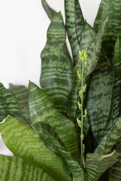 Planta sansevieria com flor vai florescer no fundo branco