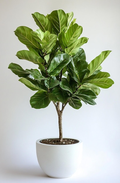 La planta de Sansevieria en una olla de flores moderna se encuentra en una mesa gris sobre un fondo blanco Planta de casa Sansevierea trifa Concepto de jardinería de casa Foco selectivo