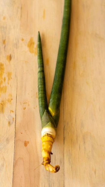 Planta Sansevieria Trifasciat con cachorros