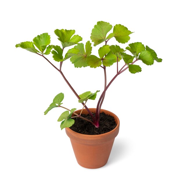 Planta Scots Lovage em um vaso isolado em fundo branco