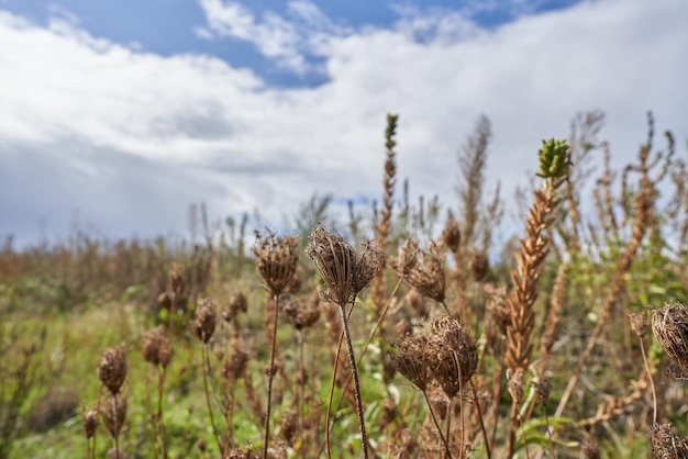 Planta seca en el campo.