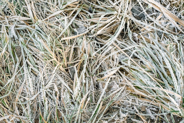 Planta seca cubierta con escarcha en el frío bosque de invierno moning