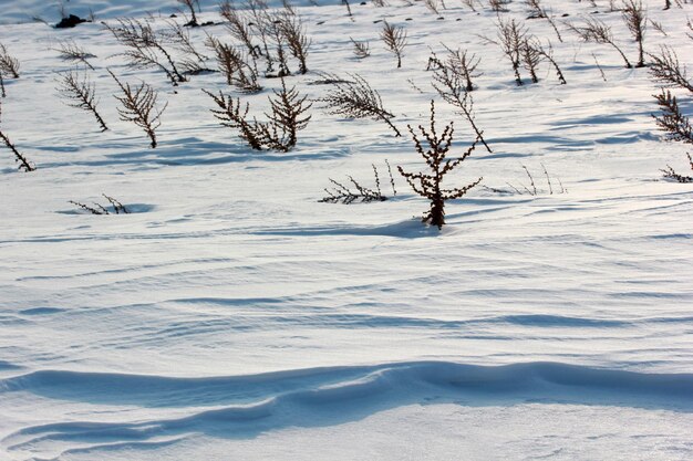 Planta seca de verbasco na neve