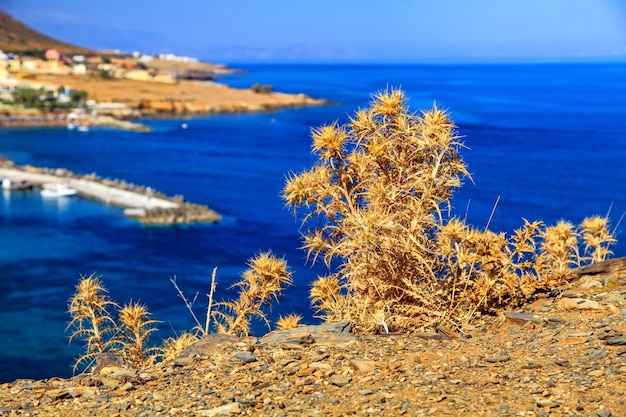 Planta seca en un día caluroso y soleado y mar de fondo