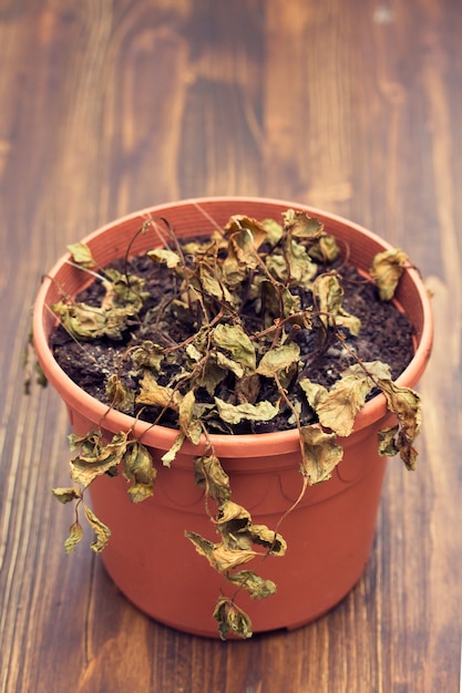 Planta seca em vaso de plástico