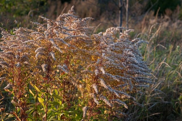 Planta seca con flor esponjosa en el campo cerca de una hermosa imagen salvaje para ilustraciones biológicas