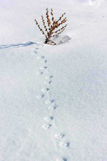 Planta seca de gordolobo en la nieve