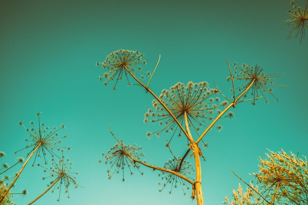 Planta seca de Heracleum en el cielo del atardecer. Paisaje rural. Campo de otoño al atardecer. Color verde