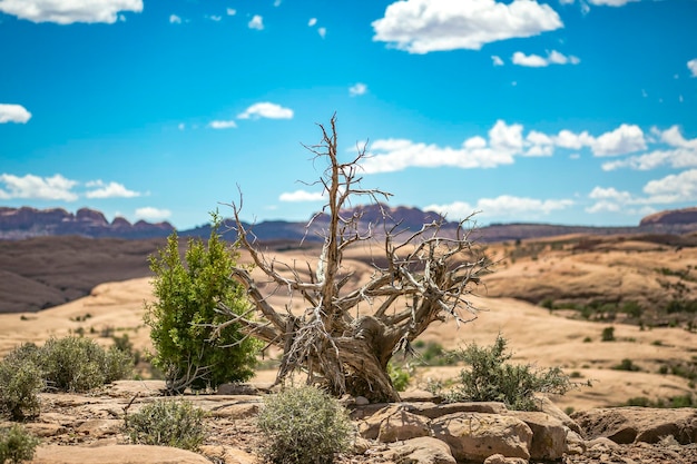 Foto planta seca no deserto contra o céu