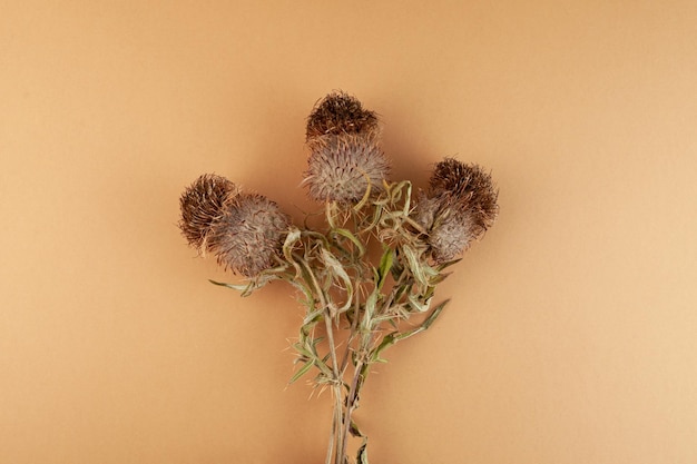 Foto planta seca silybum marianum cardo de leite ou extrato de ervas de cardo escocês para auxiliar a função hepática