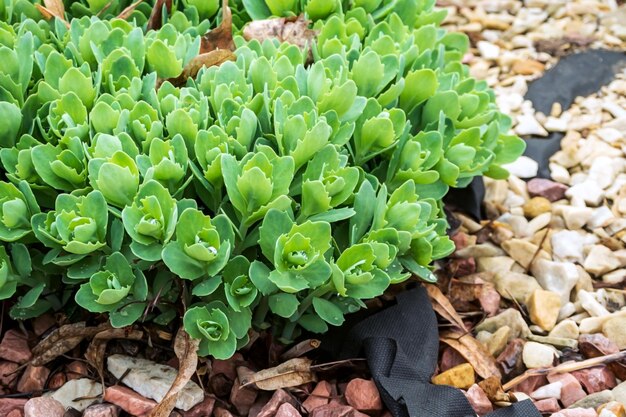 la planta de sedum crece en un jardín de flores