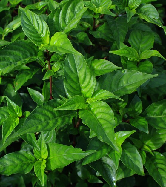 Planta selvagem como uma planta de manjericão