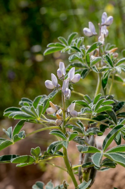 Foto planta selvagem lupinus angustifolius cresce em habitat natural fechado