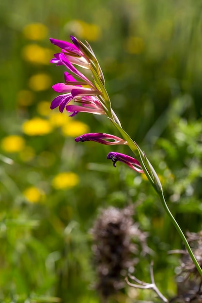 Planta selvagem; nome científico: Gladiolus italicus