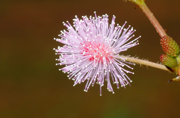 Planta sensible Mimosa pucida Hierba dormida Mimosaceae primer plano