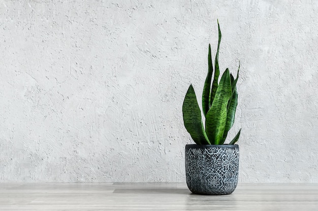 Planta de serpiente o Sansevieria en una maceta de cerámica gris oscuro sobre el fondo gris claro