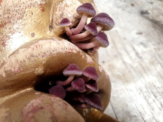 Planta de setas violetas silvestres Campo de setas vívidas