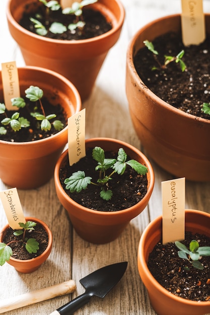 Planta de siembra y maceta