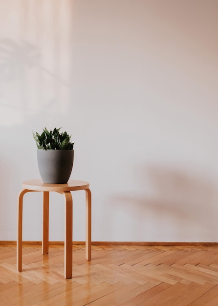 Planta en una silla de madera y lugar para tu producto.