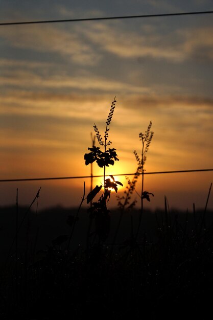 Foto planta de silueta en el campo contra el cielo durante la puesta de sol