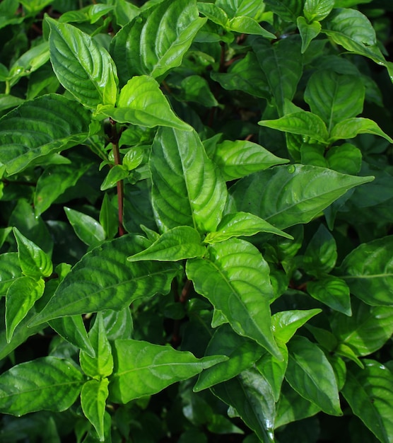 Planta silvestre como una planta de albahaca