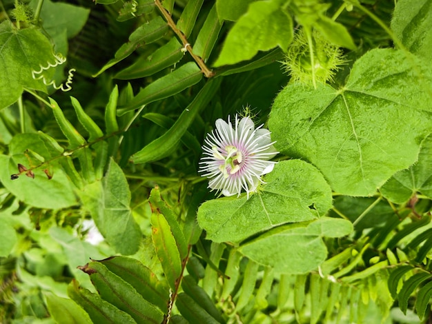 Foto planta silvestre de passiflora foetida en el prado arbustivo