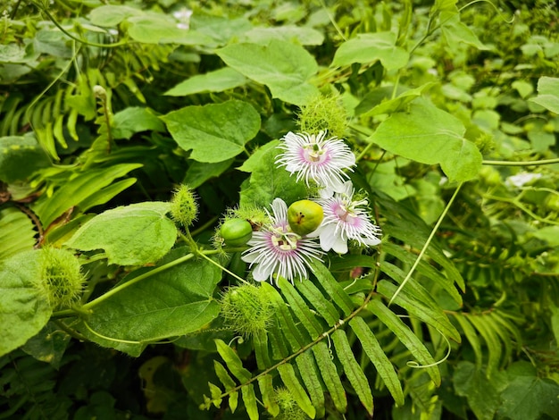 planta silvestre de Passiflora foetida en el prado arbustivo