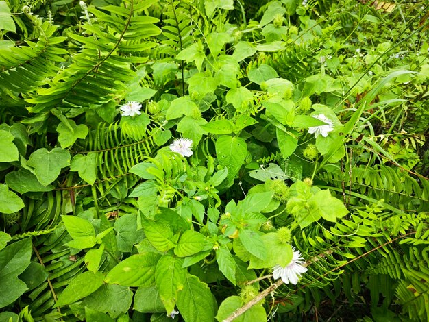 Foto planta silvestre de passiflora foetida en el prado arbustivo