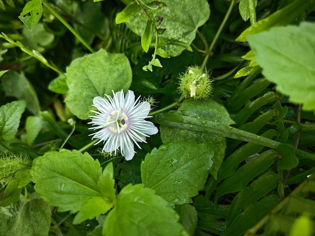 planta silvestre de Passiflora foetida en el prado arbustivo