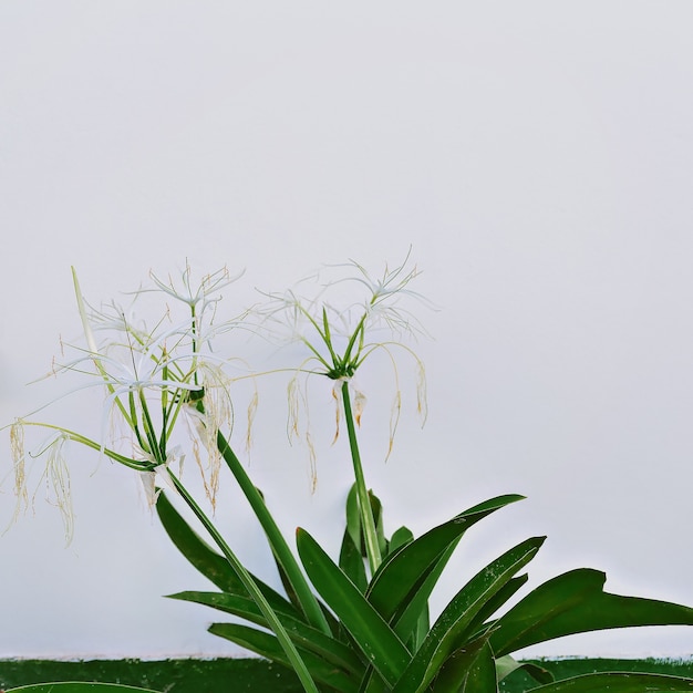 Planta sobre fondo de pared blanca