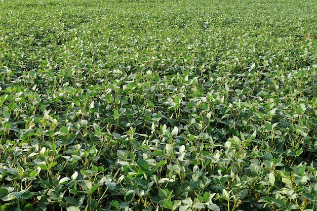 Planta de soja en un campo agrícola como fondo