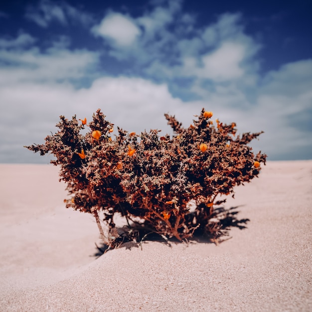 Foto planta solitaria de fondo en el desierto