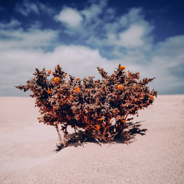 Planta solitaria de fondo en el desierto