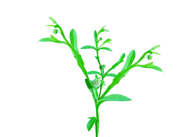 Planta de Sphaeranthus indicus o mundi sobre un fondo blanco