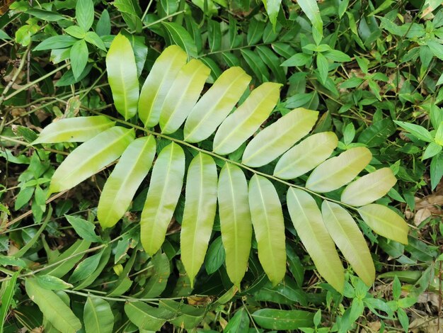 Foto planta de stenoclaena en el bosque