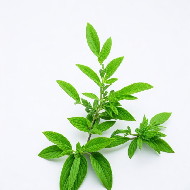 Planta de stevia sobre fondo blanco.