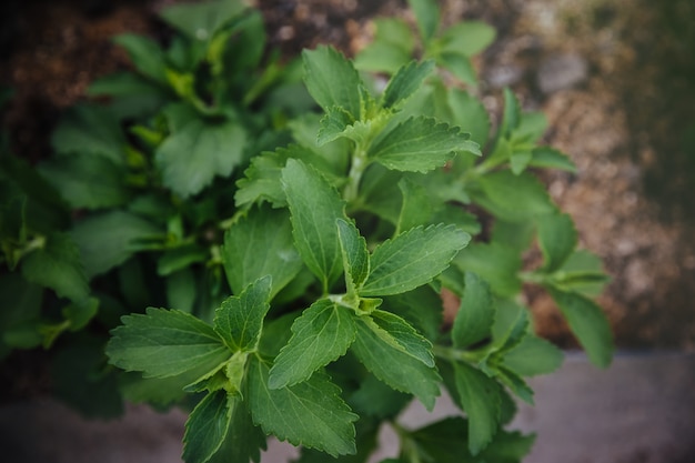 Planta de stevia