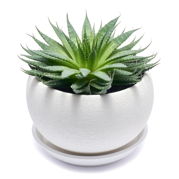 Planta suculenta Aloe Aristata em vaso de cerâmica branco isolado no fundo branco