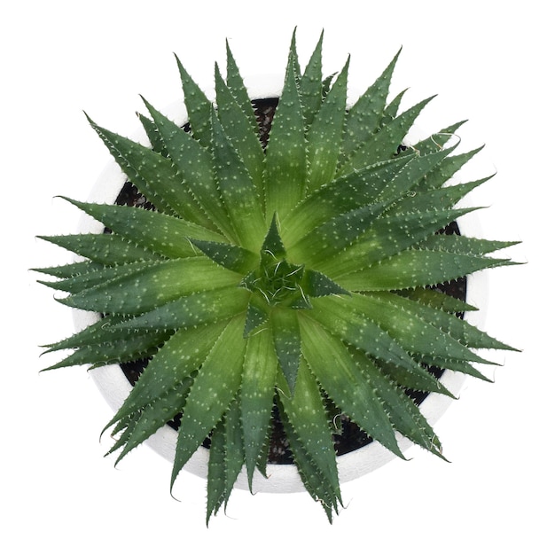 Planta suculenta Aloe Aristata em vaso de cerâmica branco isolado no fundo branco