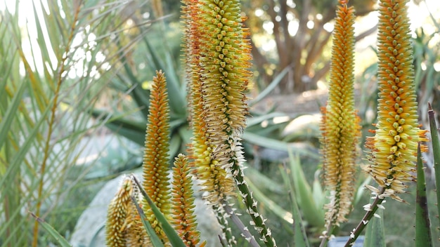 Planta suculenta de aloe flor amarilla, California, Estados Unidos. Flora del desierto clima árido botánico natural cerca de fondo. Floración anaranjada viva del Aloe Vera. Jardinería en América, crece con cactus y agave.