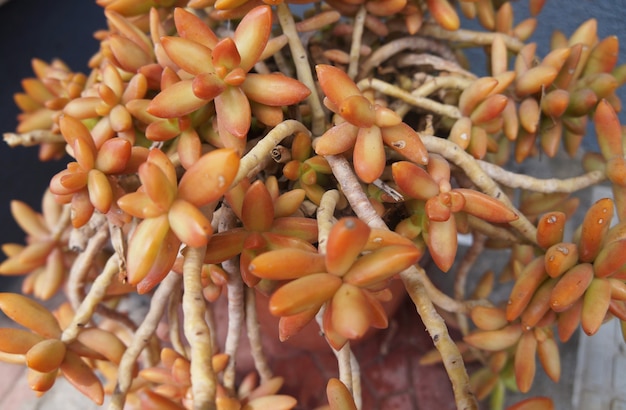 Planta suculenta amarela