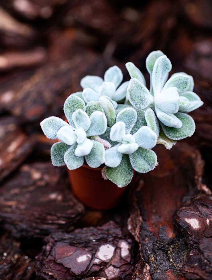 Foto planta suculenta azul en la olla marrón entre corteza de madera en el jardín