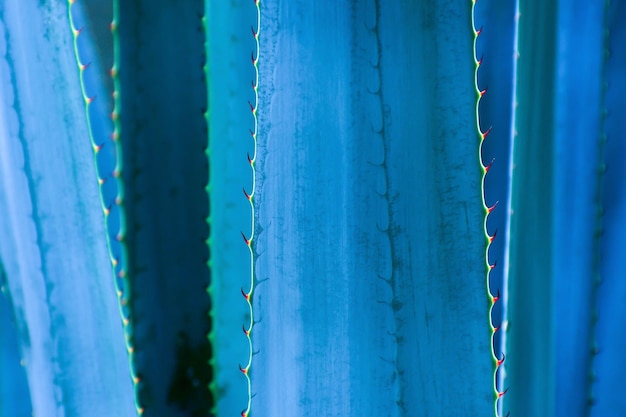 Planta suculenta de cactus espina