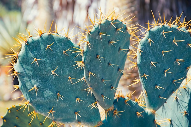 Planta suculenta de cactus espina