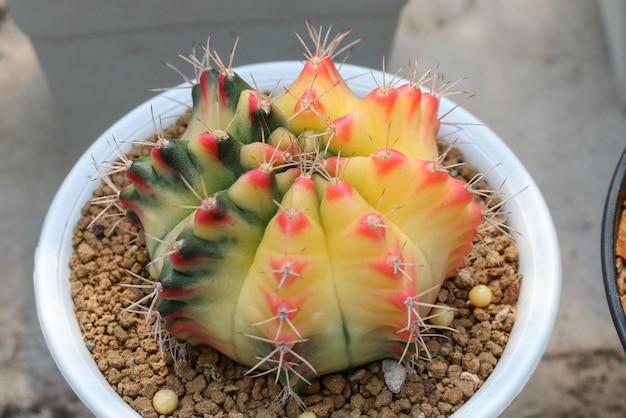 Planta suculenta de cactus en invernadero.