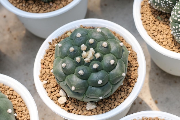 Planta suculenta de cactus en invernadero.