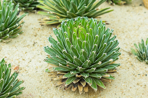 Planta suculenta de cactus sobre arena